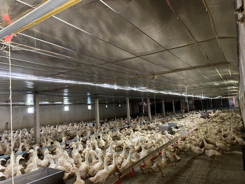 Mạnh dạn đầu tư nuôi con "dân nhậu thích mê", anh nông dân nhẹ nhàng lãi 600 triệu đồng - Ảnh 1