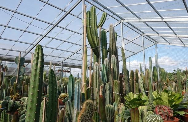 Mạnh dạn đầu tư trồng cây "không lá" gai góc, anh nông dân thu lãi 500 triệu/năm rất nhẹ nhàng - Ảnh 2