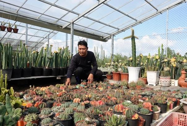 Mạnh dạn đầu tư trồng cây "không lá" gai góc, anh nông dân thu lãi 500 triệu/năm rất nhẹ nhàng - Ảnh 4