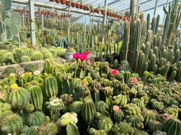 Mạnh dạn đầu tư trồng cây "không lá" gai góc, anh nông dân thu lãi 500 triệu/năm rất nhẹ nhàng - Ảnh 3