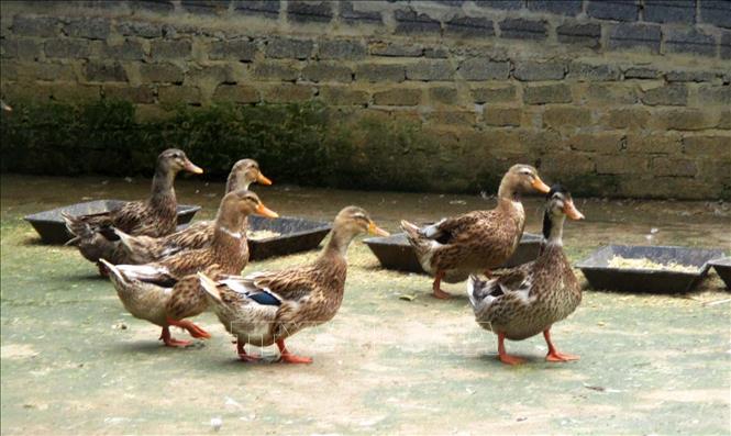 Mạnh dạn nuôi con "dân nhậu thích mê", anh nông dân bỏ túi 300 triệu/năm rất nhẹ nhàng - Ảnh 2