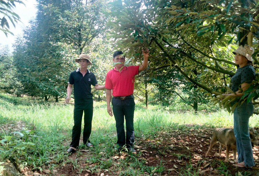 Mạnh dạn trồng loại cây ví như "cây tiền tỷ", ông nông dân cắt mang đi bán lãi ngay gần 4 tỷ đồng - Ảnh 1