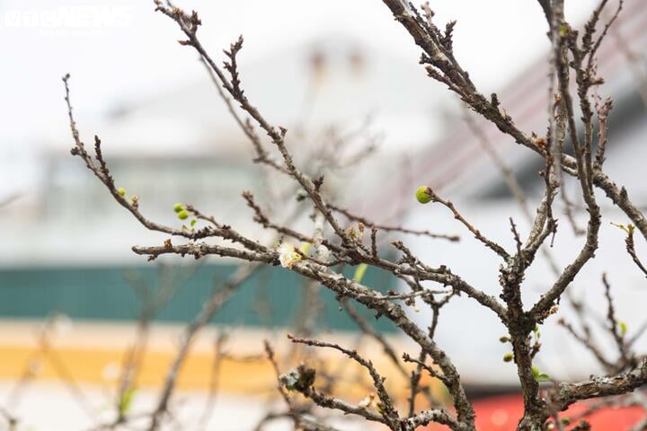 Chưa đến Tết, hoa rừng đã tấp nập xuống phố, hút khách mua - Ảnh 13