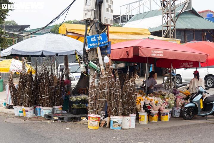 Chưa đến Tết, hoa rừng đã tấp nập xuống phố, hút khách mua - Ảnh 3