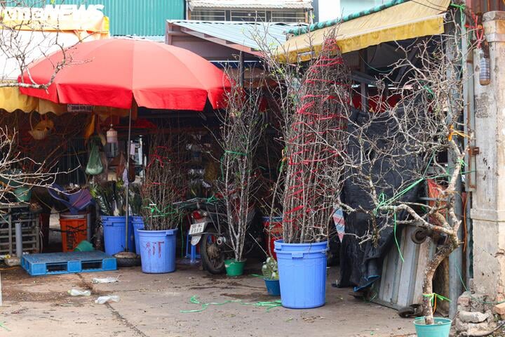 Chưa đến Tết, hoa rừng đã tấp nập xuống phố, hút khách mua - Ảnh 2