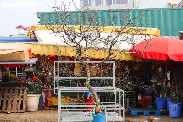 Chưa đến Tết, hoa rừng đã tấp nập xuống phố, hút khách mua - Ảnh 10