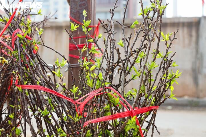 Chưa đến Tết, hoa rừng đã tấp nập xuống phố, hút khách mua - Ảnh 12