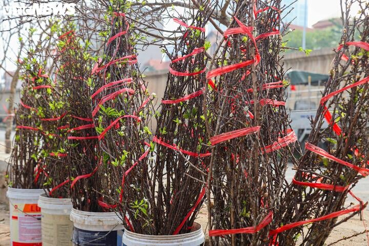 Chưa đến Tết, hoa rừng đã tấp nập xuống phố, hút khách mua - Ảnh 4