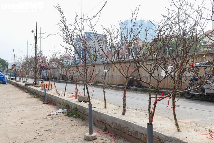 Chưa đến Tết, hoa rừng đã tấp nập xuống phố, hút khách mua - Ảnh 1