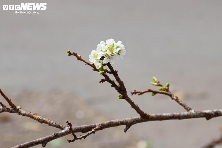 Chưa đến Tết, hoa rừng đã tấp nập xuống phố, hút khách mua - Ảnh 6