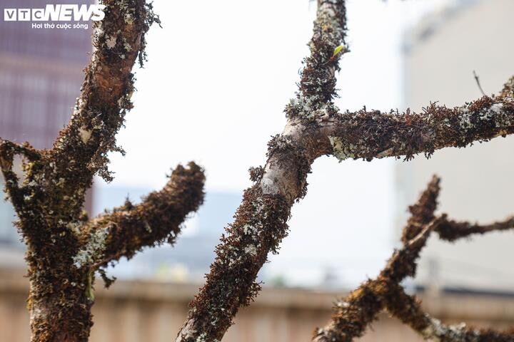 Chưa đến Tết, hoa rừng đã tấp nập xuống phố, hút khách mua - Ảnh 5