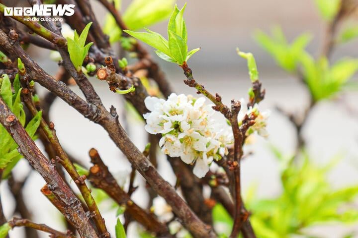 Chưa đến Tết, hoa rừng đã tấp nập xuống phố, hút khách mua - Ảnh 7