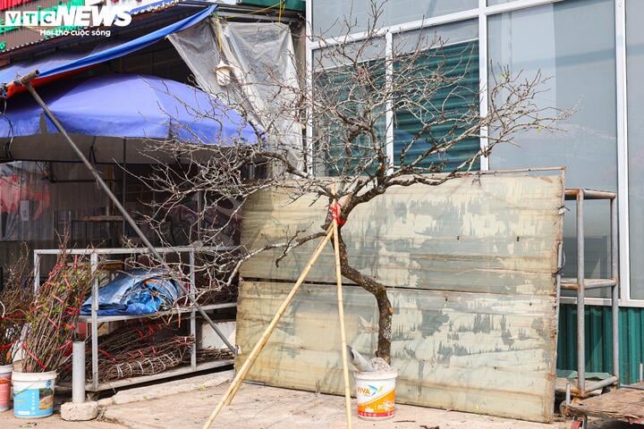 Chưa đến Tết, hoa rừng đã tấp nập xuống phố, hút khách mua - Ảnh 9