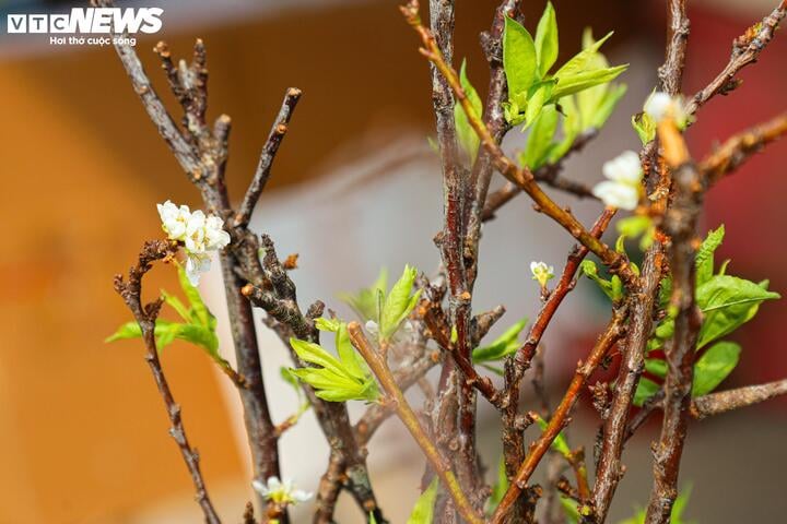 Chưa đến Tết, hoa rừng đã tấp nập xuống phố, hút khách mua - Ảnh 11