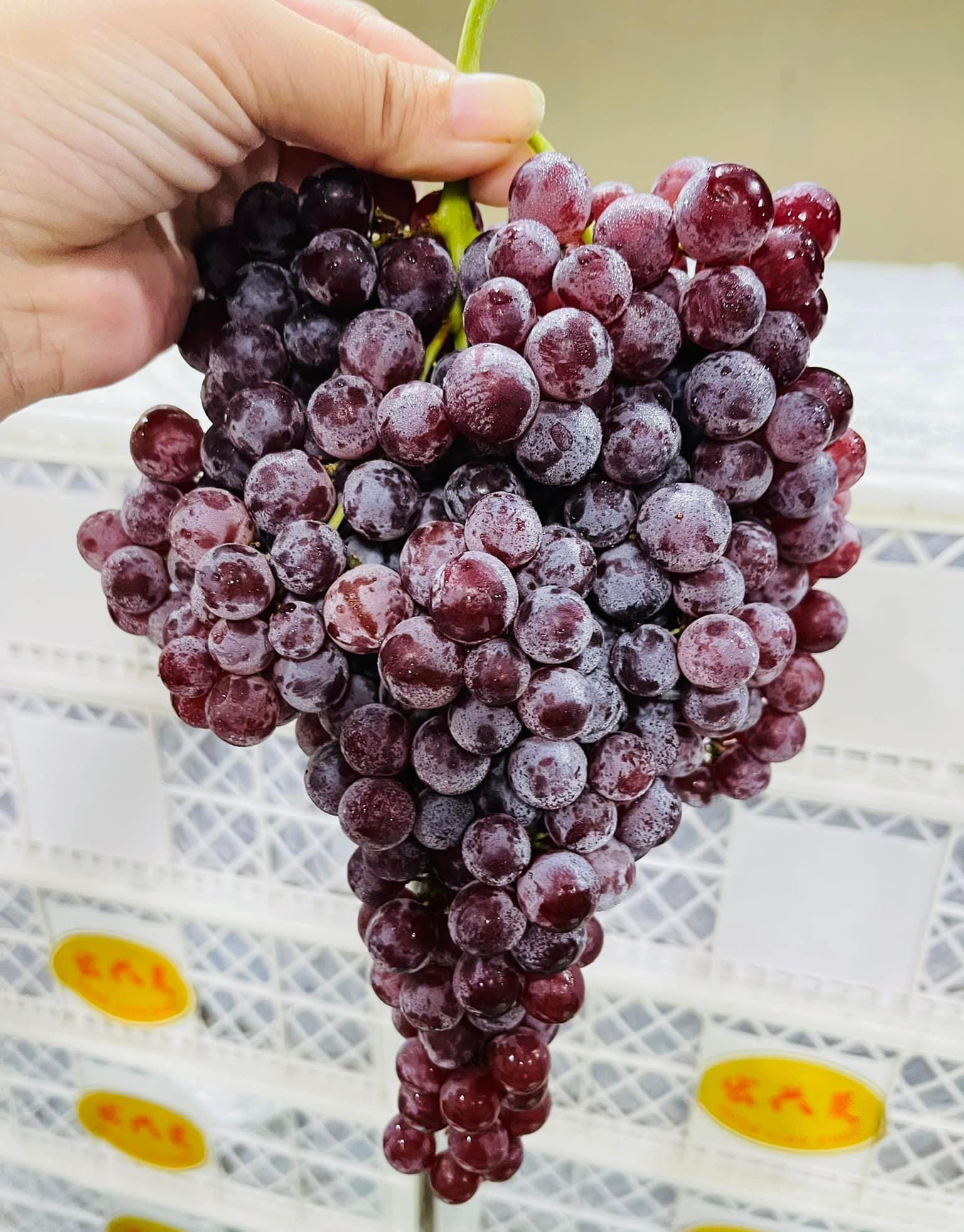 Chi hơn 100 triệu USD nhập khẩu loại hoa quả Trung Quốc, giá sỉ tại chợ khiến dân tình choáng váng - Ảnh 5