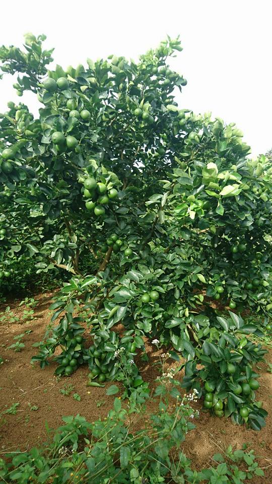 Loại quả bình dân làm nên tinh túy trên bàn ăn của người Việt vươn tầm quốc tế đến với các thị trường - Ảnh 5