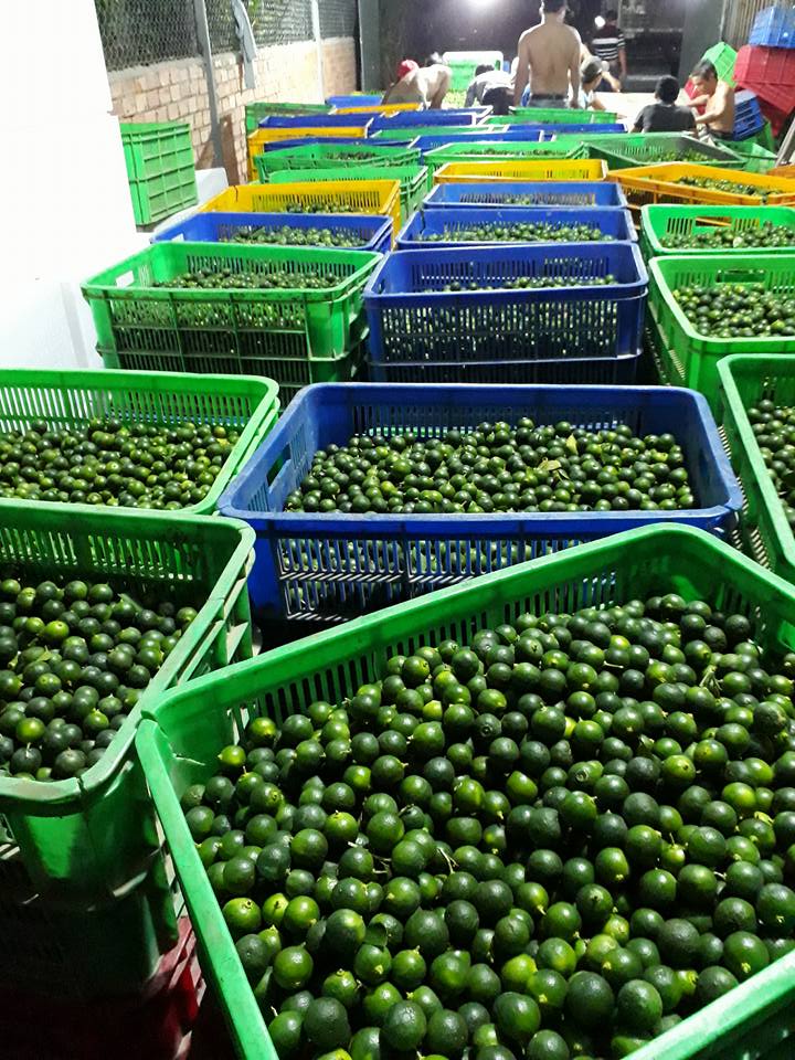 Loại quả bình dân làm nên tinh túy trên bàn ăn của người Việt vươn tầm quốc tế đến với các thị trường - Ảnh 7