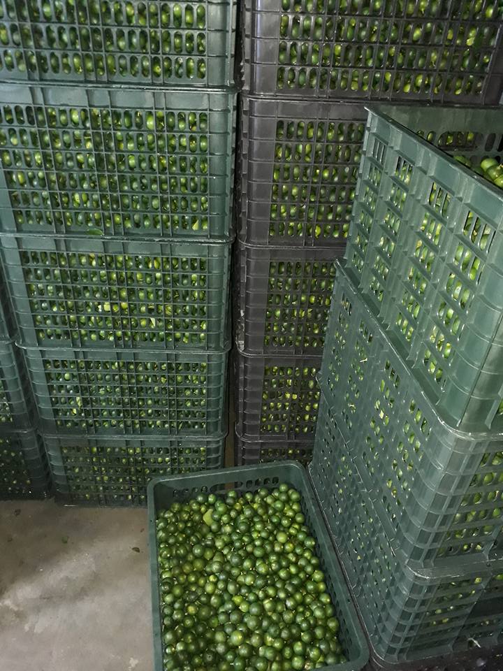 Loại quả bình dân làm nên tinh túy trên bàn ăn của người Việt vươn tầm quốc tế đến với các thị trường - Ảnh 6