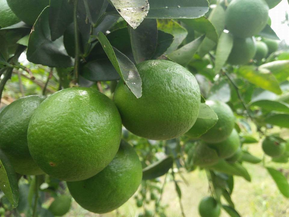 Loại quả bình dân làm nên tinh túy trên bàn ăn của người Việt vươn tầm quốc tế đến với các thị trường - Ảnh 1