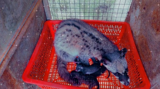 Nuôi con "hiền như đất" mê ăn mít, anh nông dân kiếm 500 triệu/năm rất nhẹ nhàng - Ảnh 1
