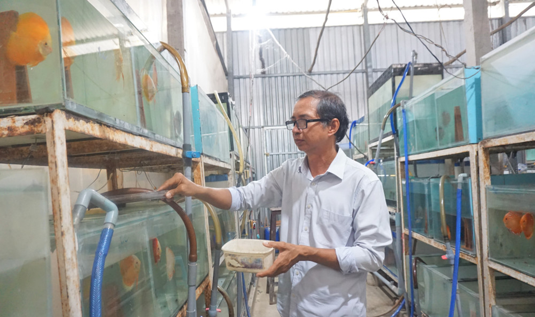 Ông nông dân lãi 6 tỷ đồng nhờ "bẻ lái" nuôi con "hiền như cục đất" trong bể - Ảnh 1