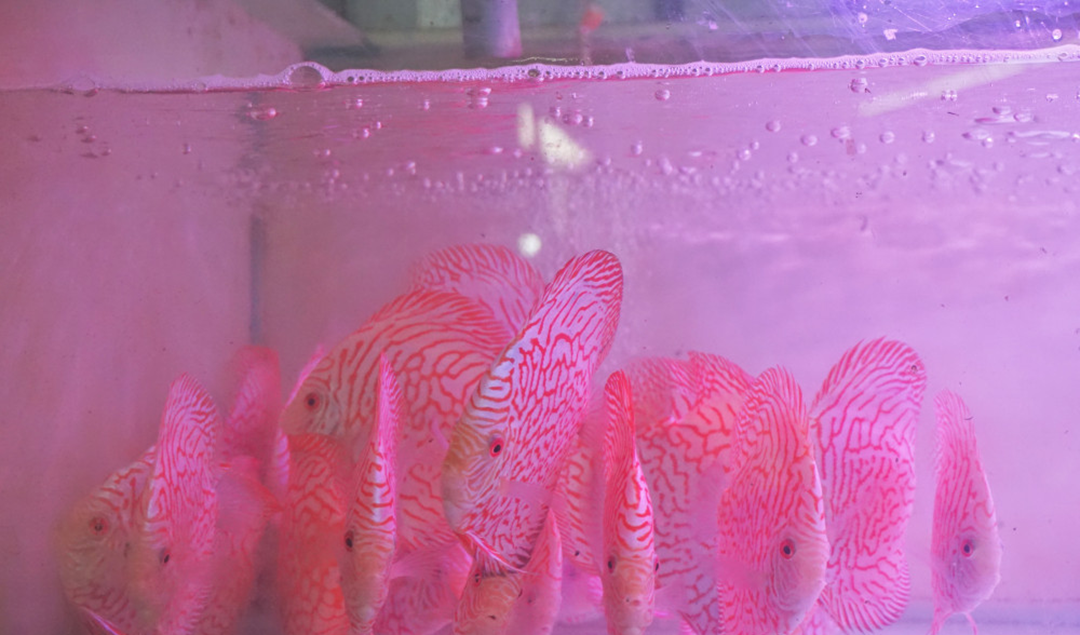 Ông nông dân lãi 6 tỷ đồng nhờ "bẻ lái" nuôi con "hiền như cục đất" trong bể - Ảnh 2