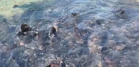 Ông nông dân thu lãi 1 tỷ đồng nhờ "bẻ lái" nuôi con "vừa ngon vừa đẹp" - Ảnh 2