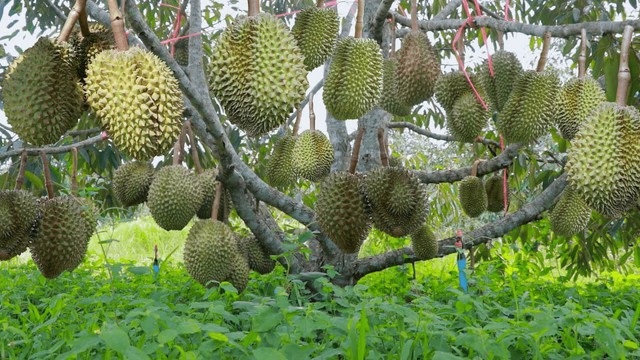 Trung Quốc đột ngột giảm mạnh việc mua một mặt hàng tỷ đô của Việt Nam, vì sao vậy? - Ảnh 2