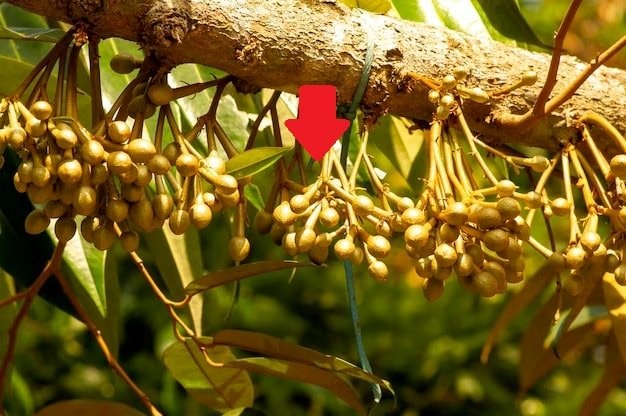 Xuất khẩu loại quả tỷ USD sang Trung Quốc, láng giềng Việt Nam khởi động dự án đặc biệt chưa từng có - Ảnh 1