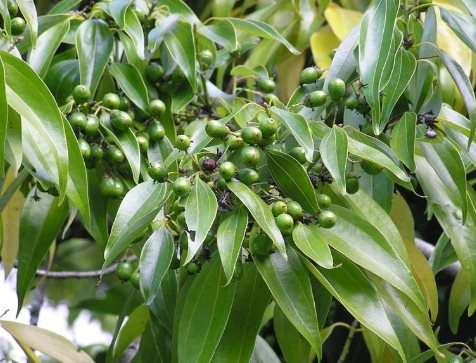 Việt Nam sở hữu 180.000 ha cây gỗ quý của thế giới: Thu về hơn 220 triệu USD, nước ta là ông trùm đứng đầu về xuất khẩu - Ảnh 1