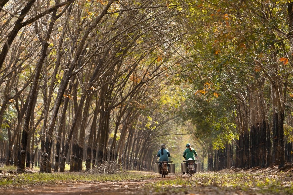 Từng có thời huy hoàng, nay láng giềng tăng nhập khẩu 1 sản vật của Việt Nam - Ảnh 1