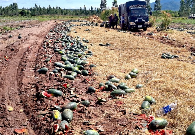 Xót cảnh dưa hấu cho bò ăn, vứt bỏ la liệt - Ảnh 9