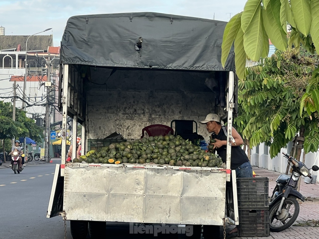 Lý do cam sành rớt giá thê thảm ở TPHCM, chỉ còn 4.000 – 5.000 đồng/kg - Ảnh 4