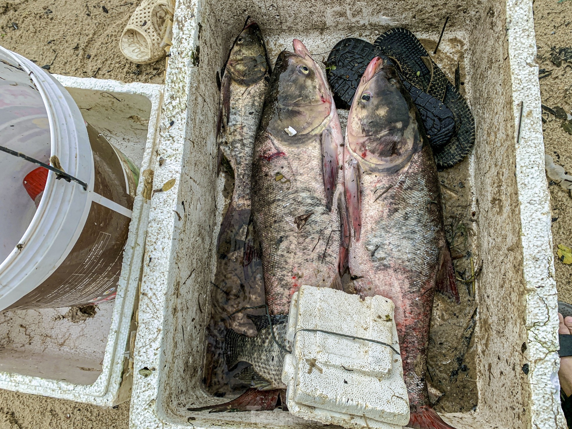 Mưa to gió lớn, người dân Đà Nẵng giăng lưới trúng cá lớn - Ảnh 9