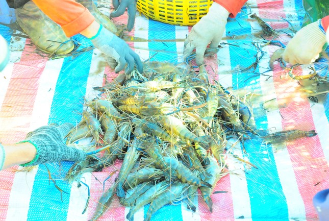 Phụ phẩm tôm lâu nay toàn bỏ đi hóa ra giá trị cả tỷ USD - Ảnh 3