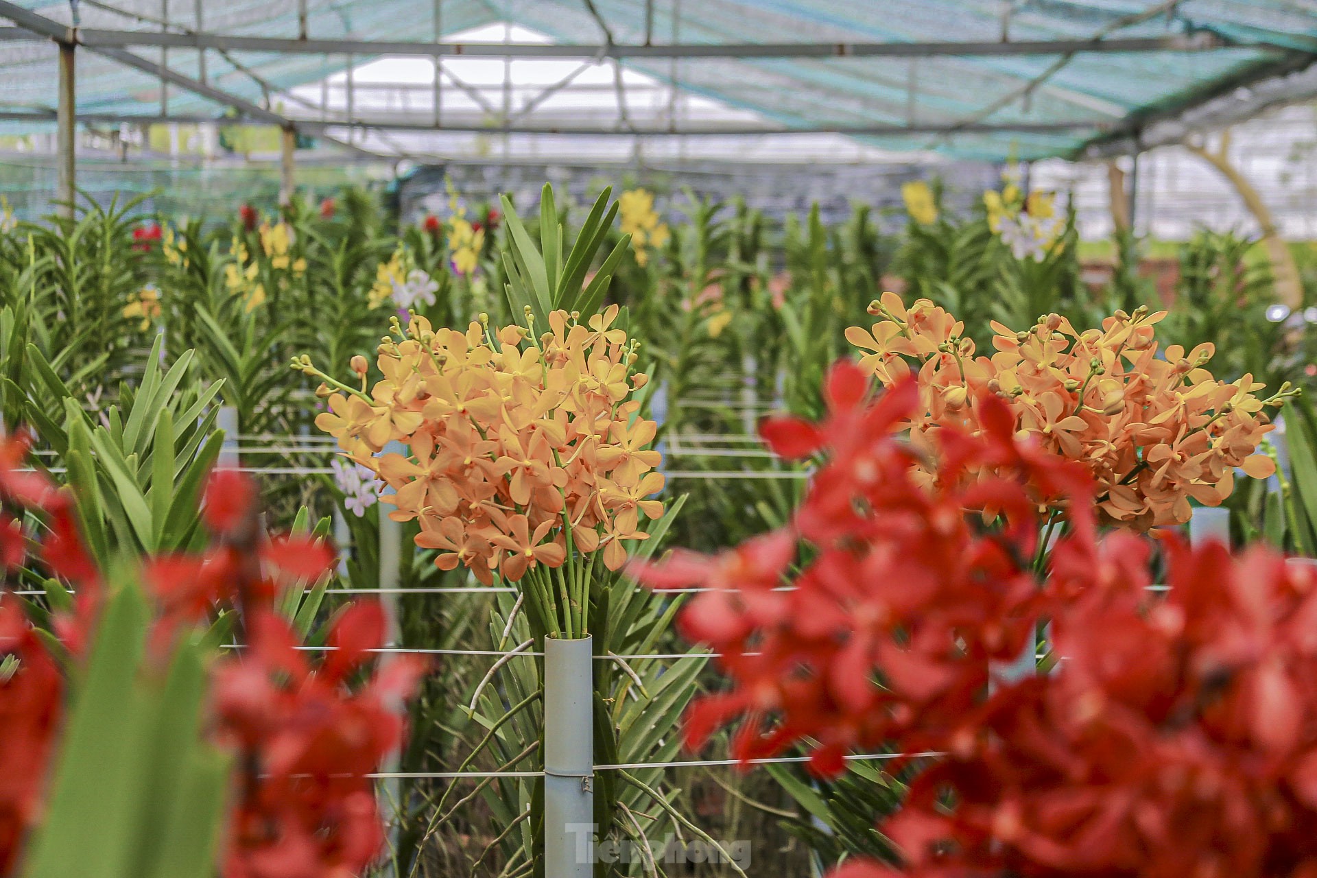 Vườn lan lớn nhất Đà Nẵng vào vụ Tết - Ảnh 4