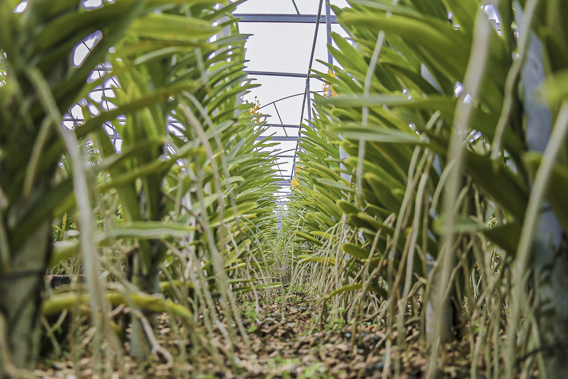 Vườn lan lớn nhất Đà Nẵng vào vụ Tết - Ảnh 12