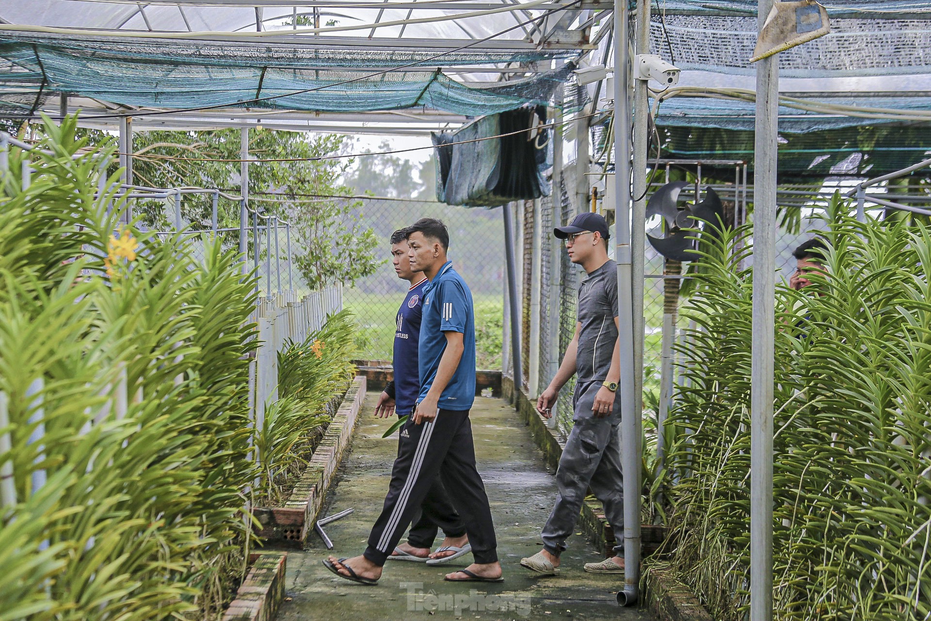 Vườn lan lớn nhất Đà Nẵng vào vụ Tết - Ảnh 2