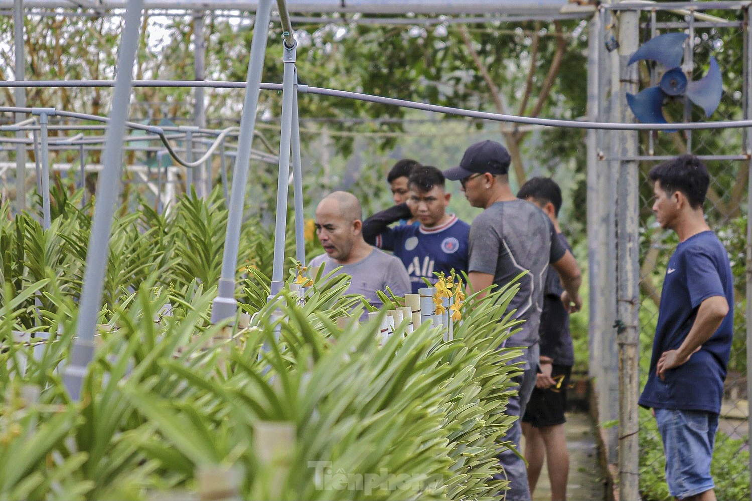 Vườn lan lớn nhất Đà Nẵng vào vụ Tết - Ảnh 3