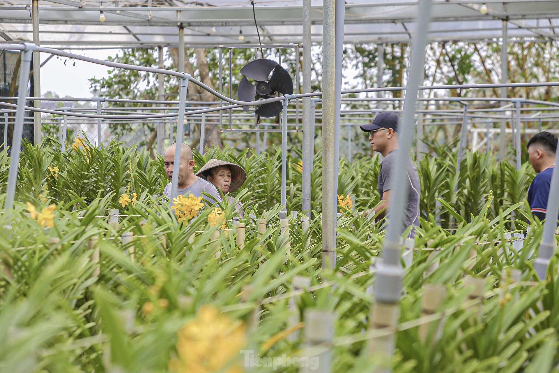 Vườn lan lớn nhất Đà Nẵng vào vụ Tết - Ảnh 1