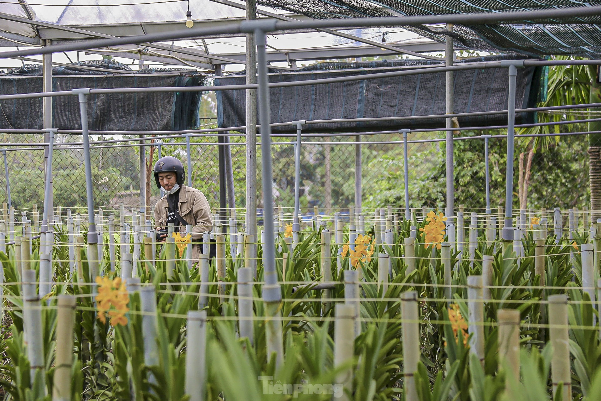 Vườn lan lớn nhất Đà Nẵng vào vụ Tết - Ảnh 15