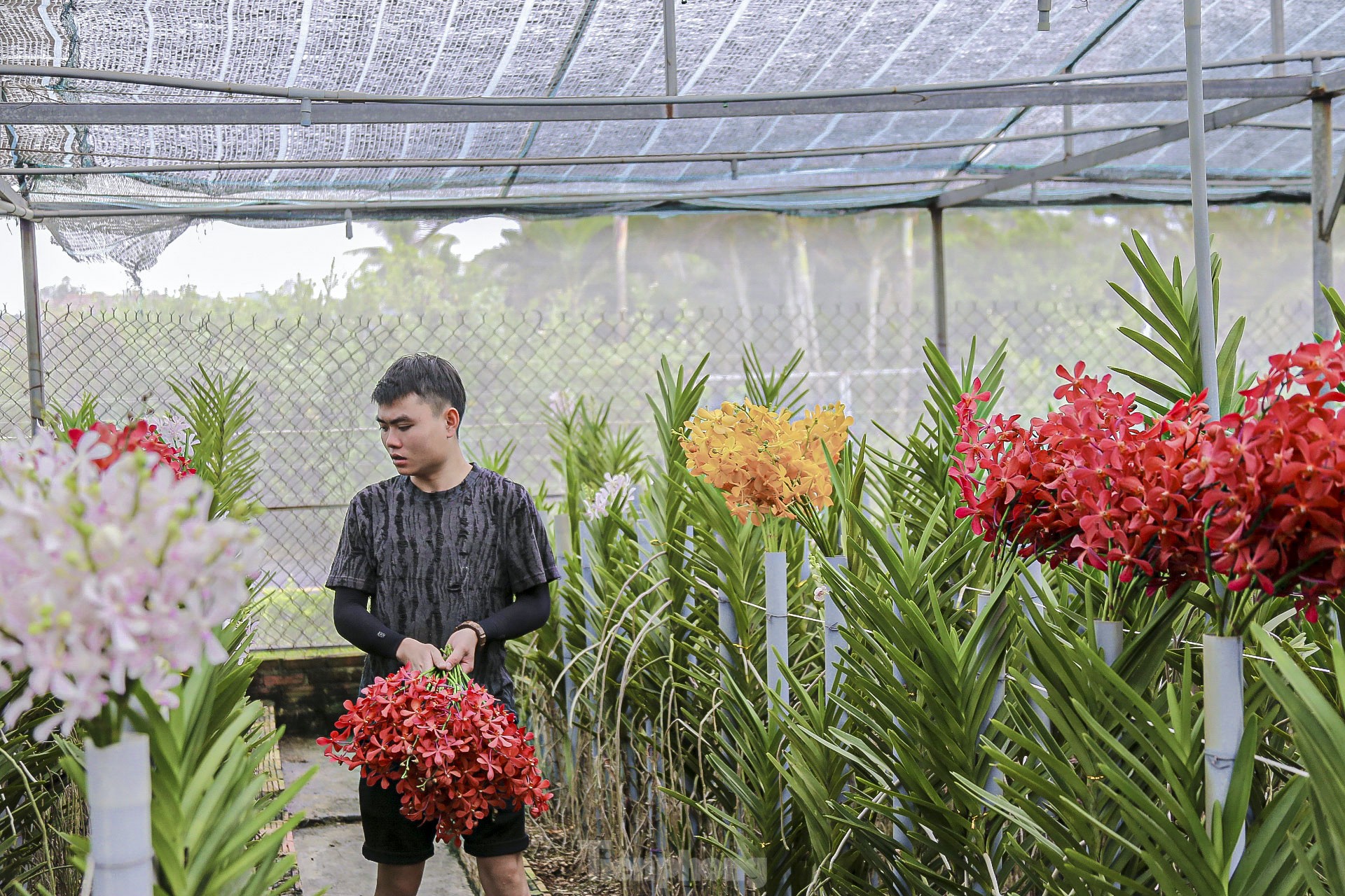 Vườn lan lớn nhất Đà Nẵng vào vụ Tết - Ảnh 16