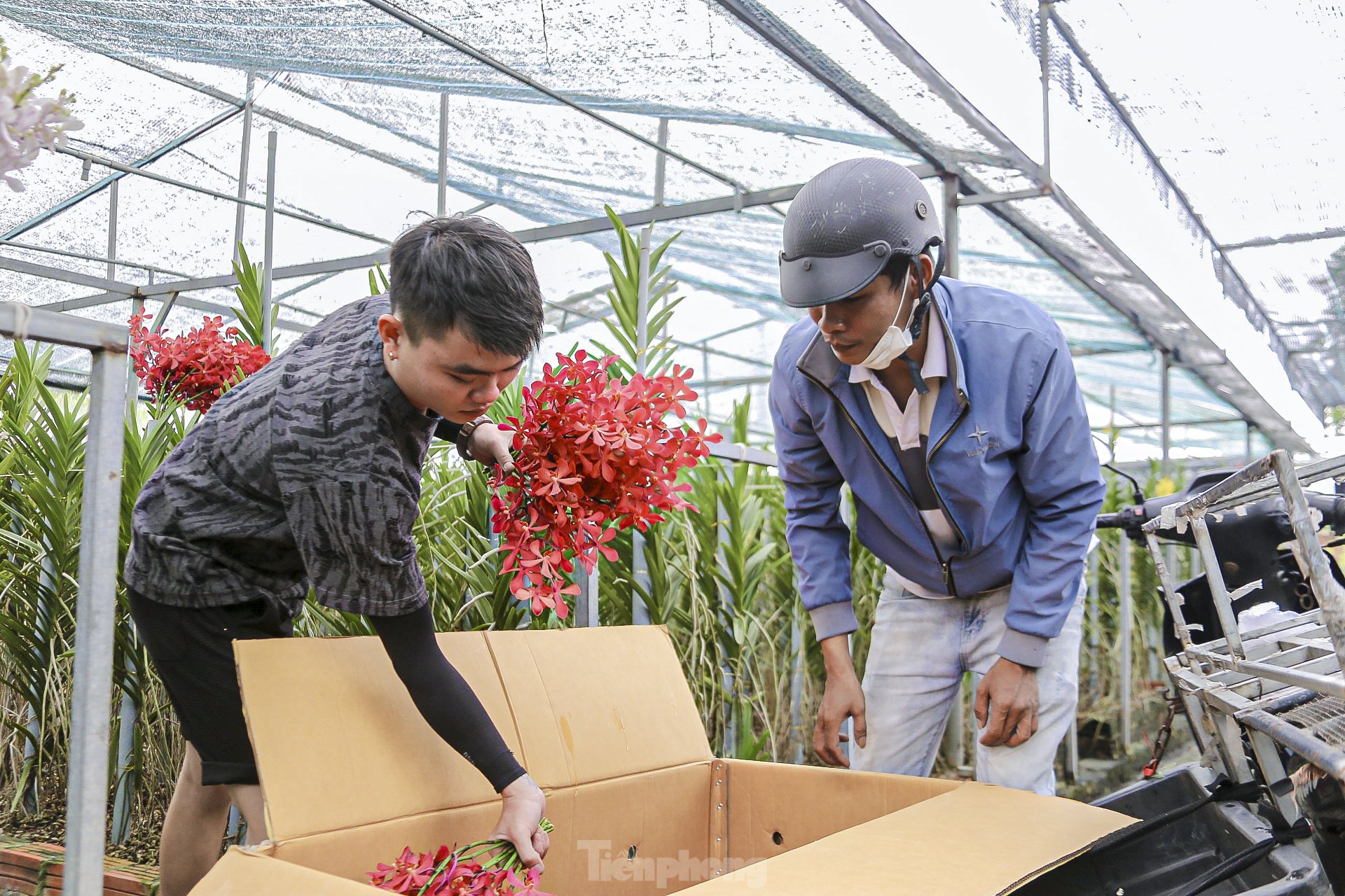 Vườn lan lớn nhất Đà Nẵng vào vụ Tết - Ảnh 10