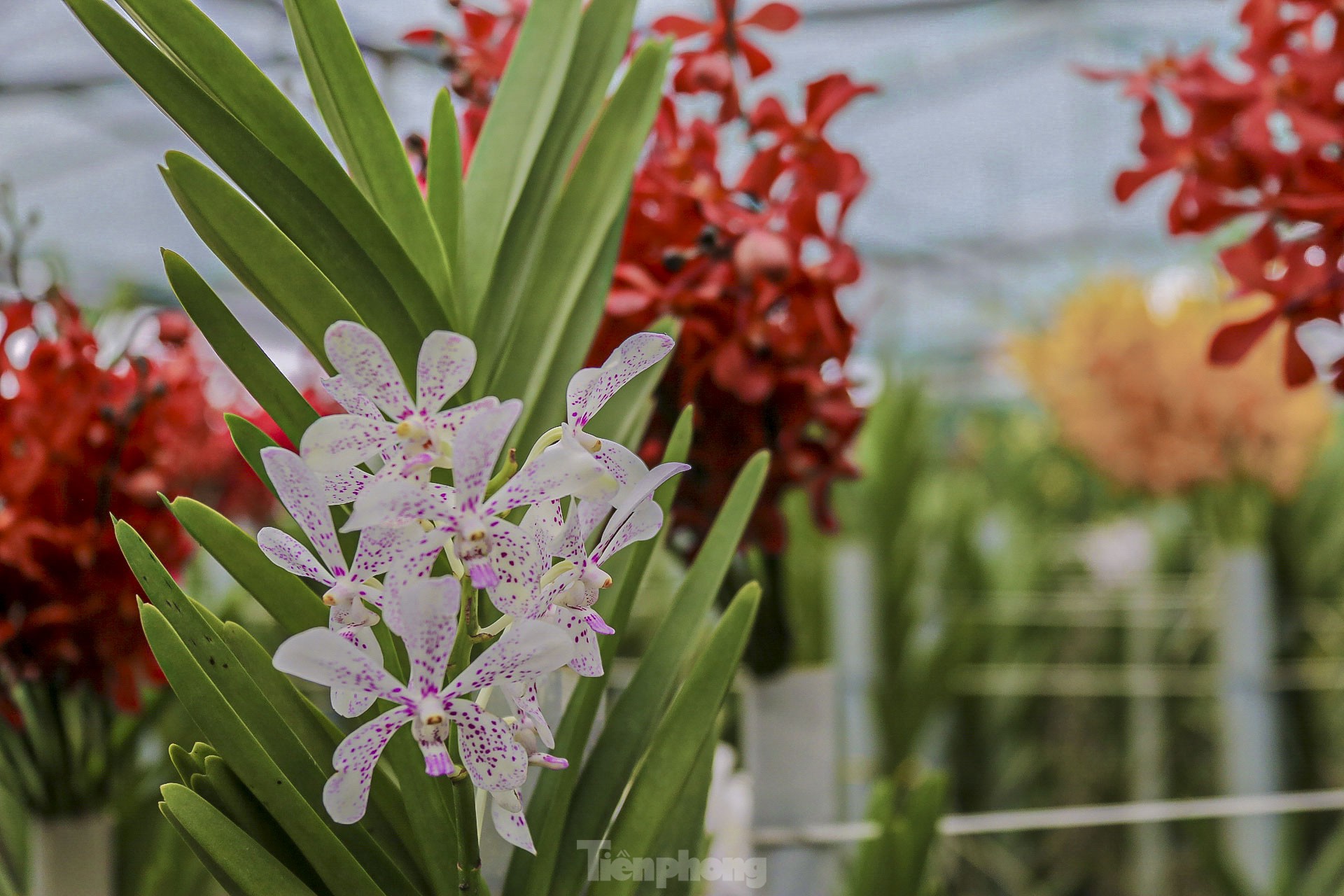 Vườn lan lớn nhất Đà Nẵng vào vụ Tết - Ảnh 5