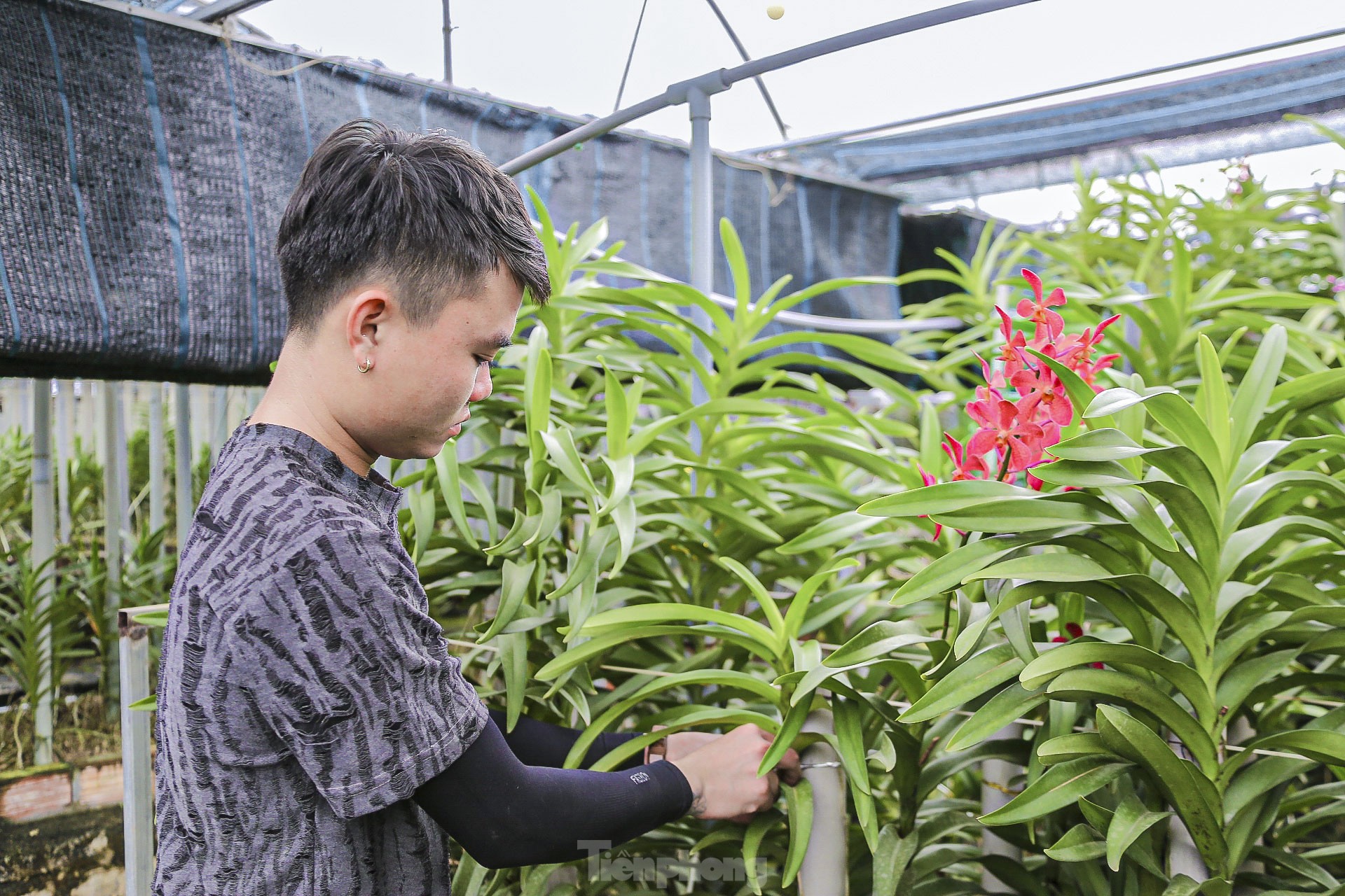 Vườn lan lớn nhất Đà Nẵng vào vụ Tết - Ảnh 9