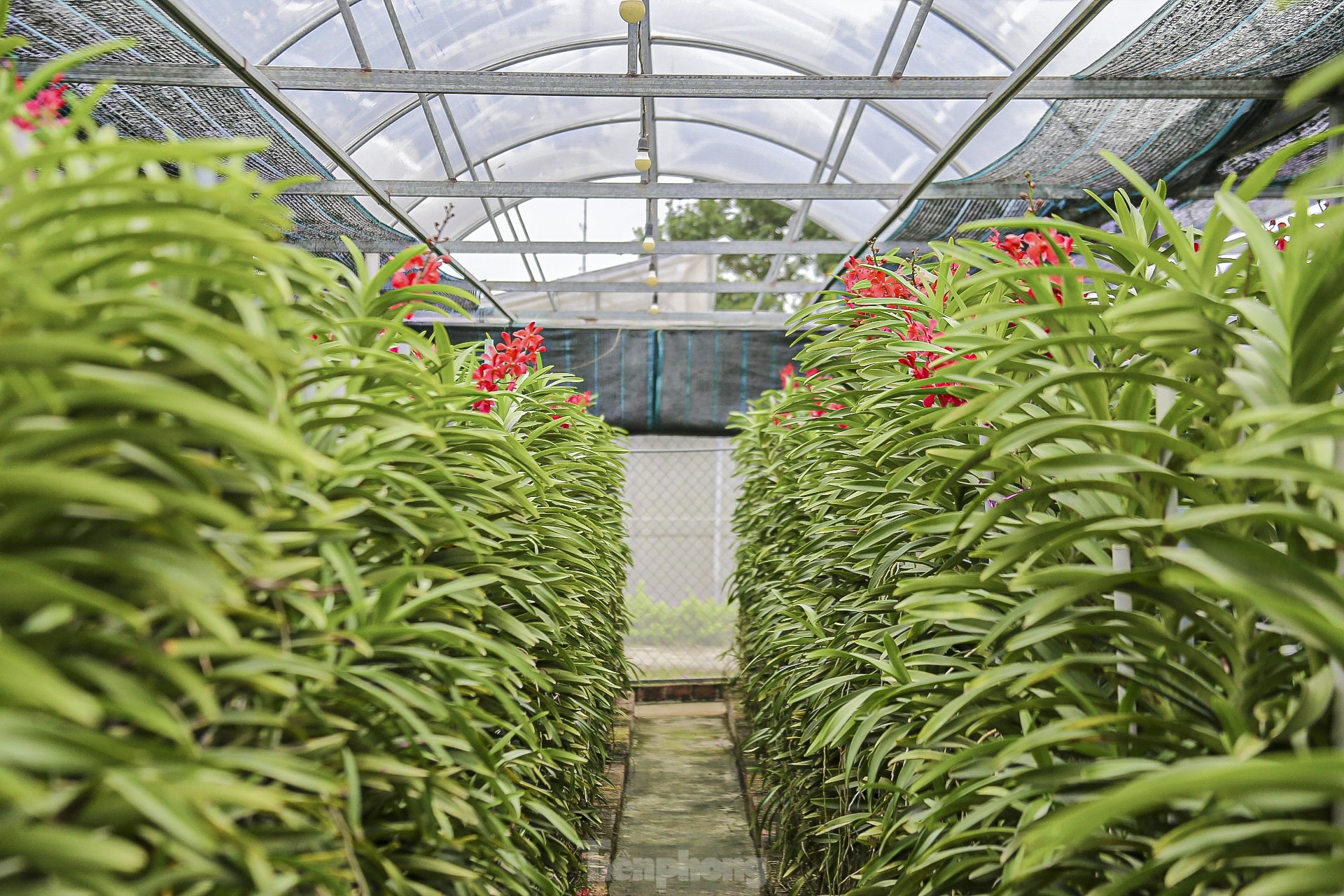 Vườn lan lớn nhất Đà Nẵng vào vụ Tết - Ảnh 14