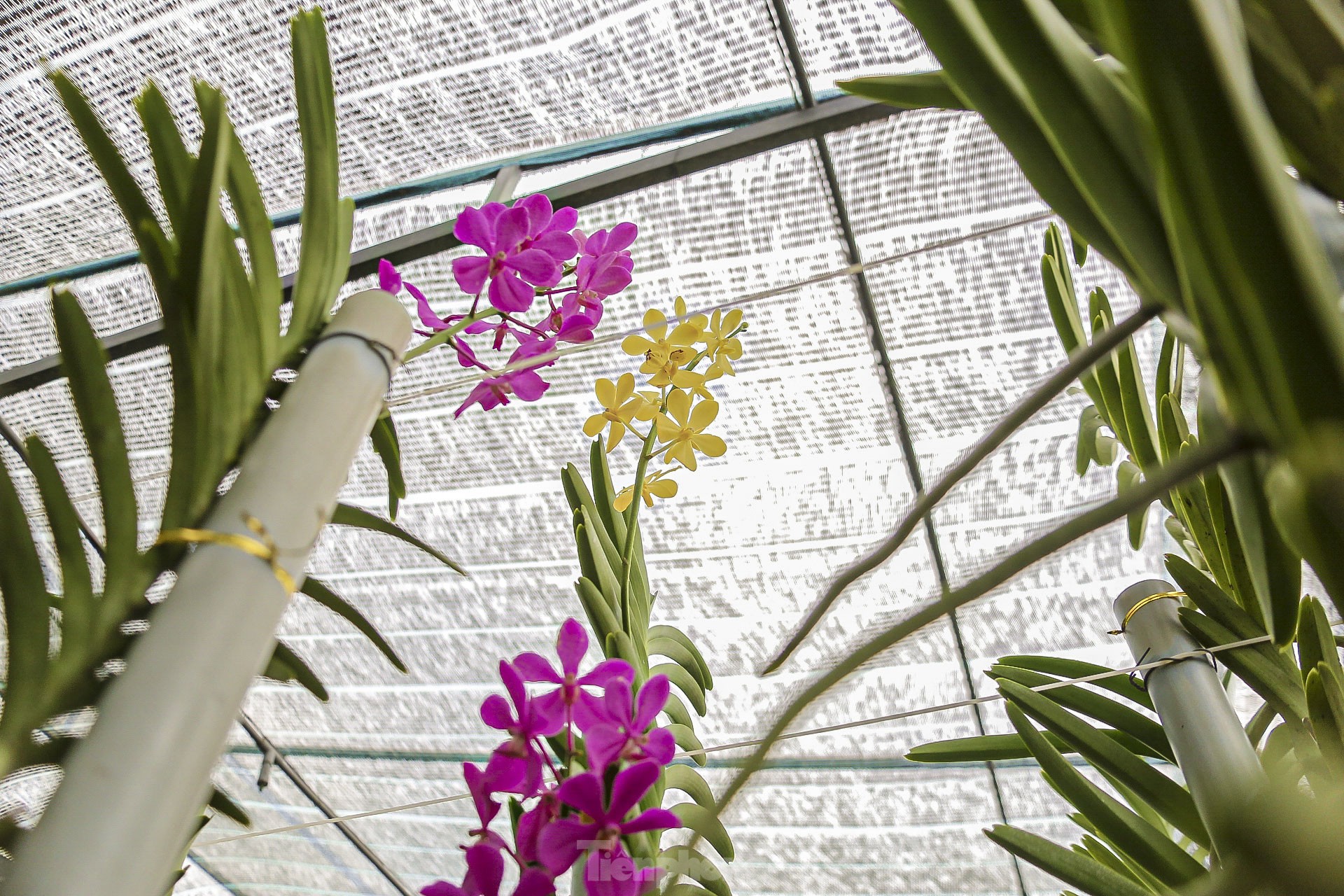 Vườn lan lớn nhất Đà Nẵng vào vụ Tết - Ảnh 6