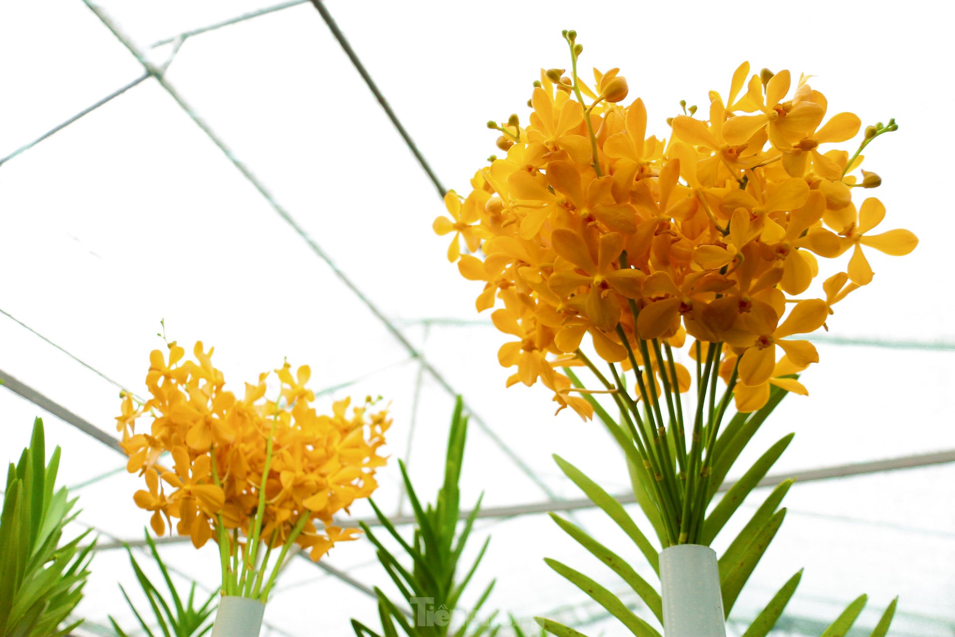 Vườn lan lớn nhất Đà Nẵng vào vụ Tết - Ảnh 7