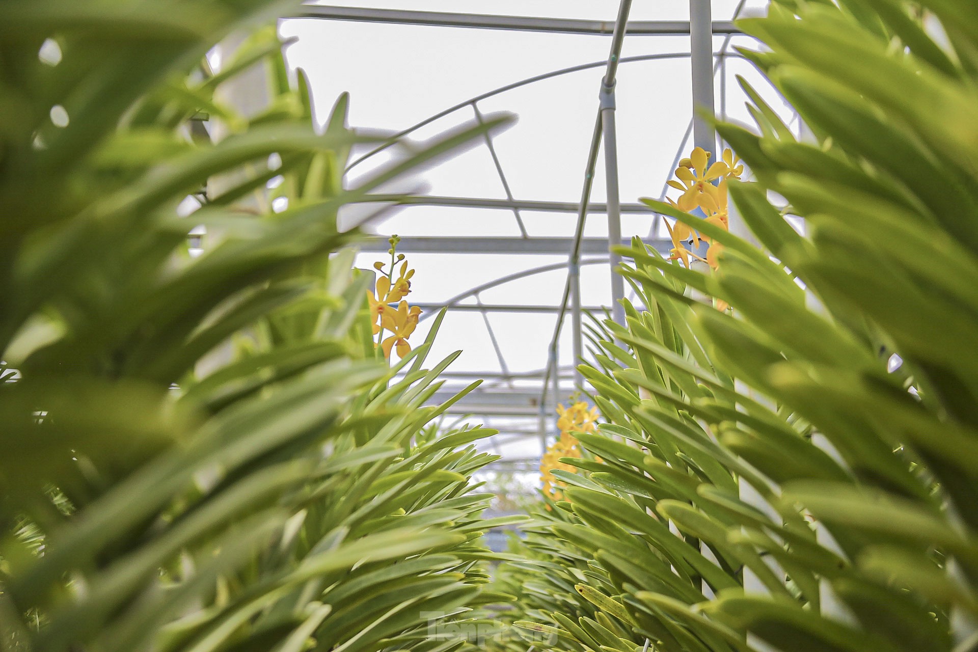 Vườn lan lớn nhất Đà Nẵng vào vụ Tết - Ảnh 13