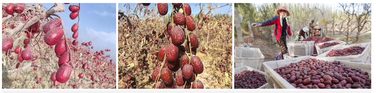 "Thần dược" trồng ở vùng đất lửa của Trung Quốc tràn sang Việt Nam, có loại giá chỉ 50.000 đồng/kg - Ảnh 4